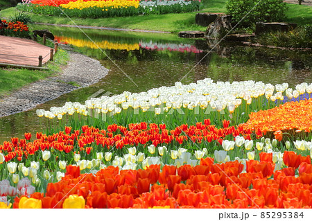 トルコ国花の写真素材