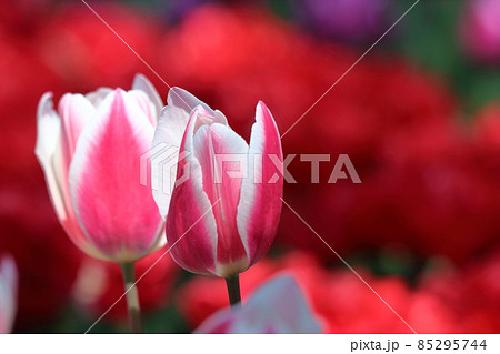 トルコ国花の写真素材