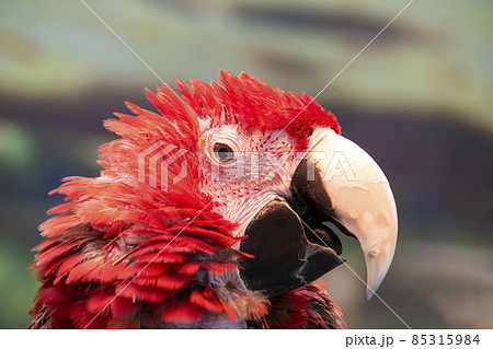 オウム目インコ科コンゴウインコ属の写真素材