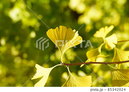裸子植物門