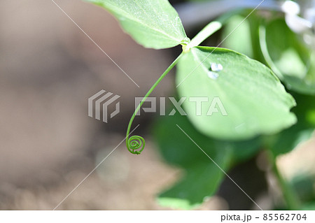 生長点 成長点の写真素材