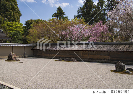 枯山水 桜 春 石庭の写真素材 - PIXTA