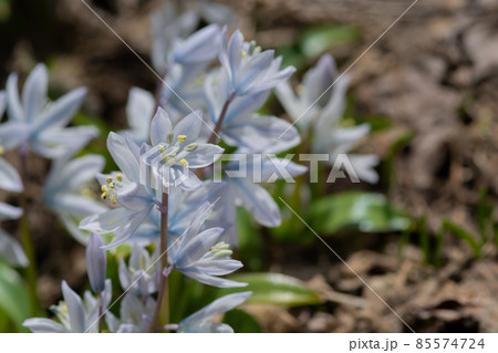 シラー 花 白 植物の写真素材