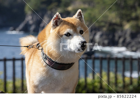 柴犬 後ろ姿 後姿 犬の写真素材 柴犬 後ろ姿 後姿 犬の写真素材
