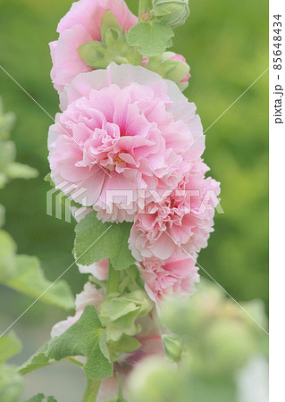 コケコッコー花の写真素材