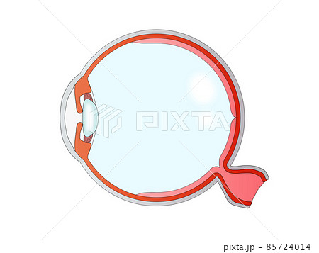 眼球 硝子体 解剖図 解剖学の写真素材 - PIXTA