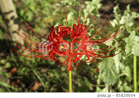 彼岸花 花 植物 毒々しいの写真素材