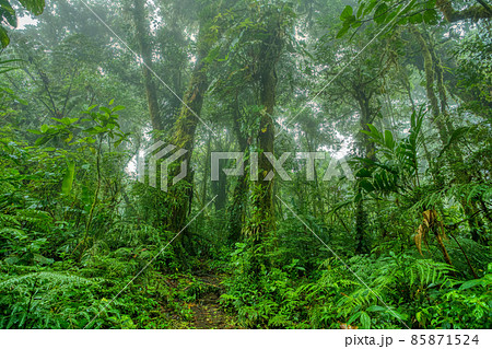 雨緑樹林の写真素材