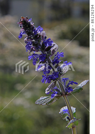 十二単 ジュウニヒトエ 花 植物の写真素材