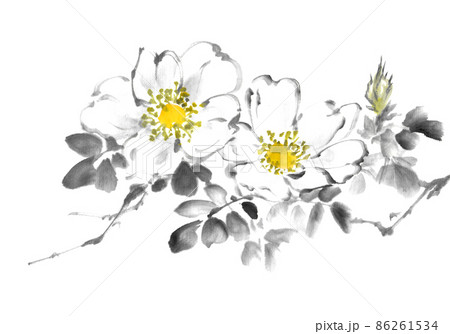 薔薇 ばら バラ 水墨画の写真素材 - PIXTA