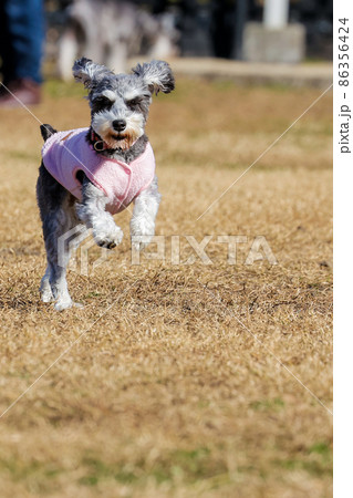 ミニチュアシュナウザー 犬 走る 跳ねるの写真素材