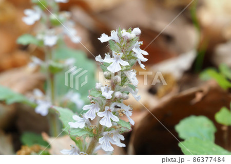 花 十二単 野草 春の花の写真素材