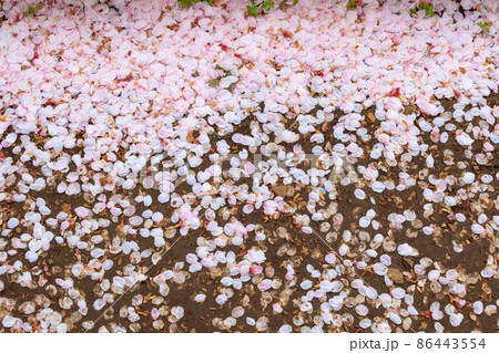 春 地面 桜 土の写真素材