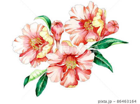 柘榴のイラスト素材 柘榴のイラスト素材