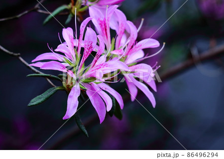 ネパール国花の写真素材