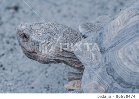 亀 足 甲羅 頭の写真素材 亀 足 甲羅 頭の写真素材