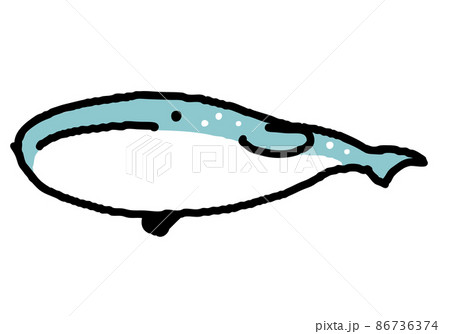 ジンベイザメ イラスト 手描きの写真素材