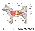 雄犬のからだ解剖図2のイラスト素材