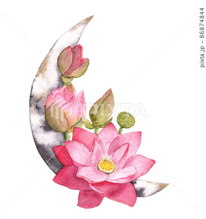 池 綺麗 きれい 蓮のイラスト素材