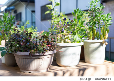 植木 観葉植物 植木鉢 ウッドデッキの写真素材