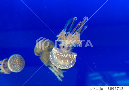 逆さクラゲの写真素材 - PIXTA