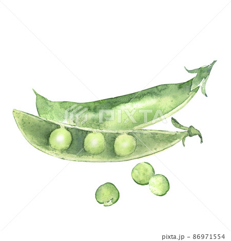 エンドウ豆のイラスト素材
