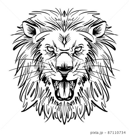 Panthera Leo Illustrations