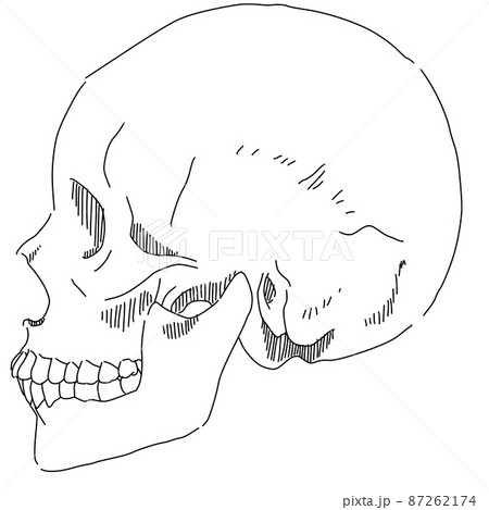 頭蓋骨 頭 顔 横顔のイラスト素材