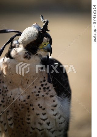 ハヤブサ 自然 鳥 かっこいいの写真素材