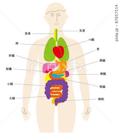 内臓 図 名称 人体図のイラスト素材