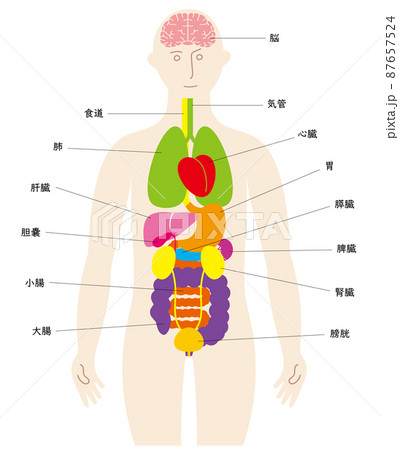 内臓 図 名称 人体図のイラスト素材