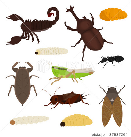 カブトムシの幼虫のイラスト素材