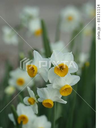 匂い水仙の写真素材 匂い水仙の写真素材