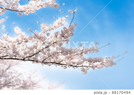 春、満開の桜と青空のイメージ