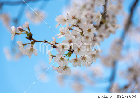 春、桜と青空のイメージ