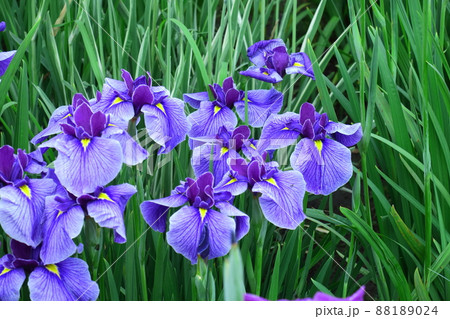 凛とした花の写真素材