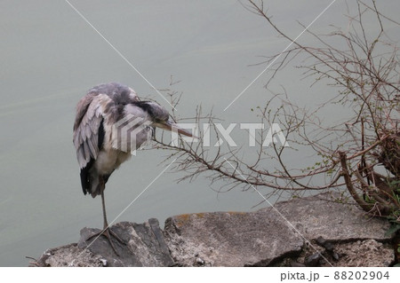 鳥 青鷺 片足立ち 風景の写真素材