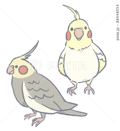 オカメインコのイラスト素材