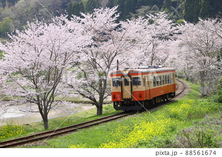 いすみ鉄道 桜 桜並木 千葉の写真素材 - PIXTA