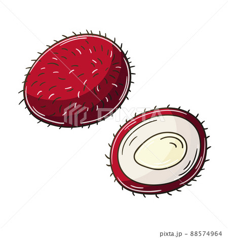 rambutan drawing