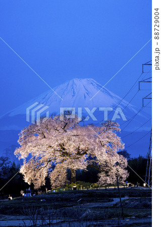 立体絵画の「富士とわに塚桜のライトアップ」 現代アート「富士とわに塚桜のライトアップ」（3D painting
