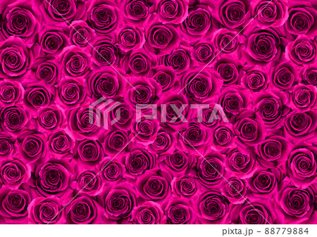 ショッキングピンク 背景の写真素材 ショッキングピンク 背景の写真素材