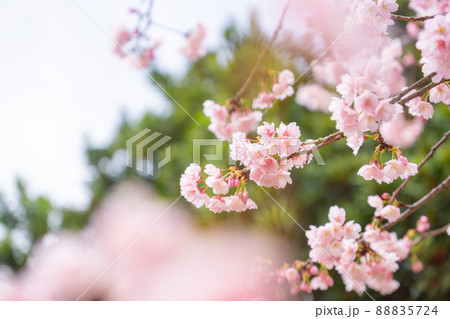 ユリ 花 フラワー 散るの写真素材