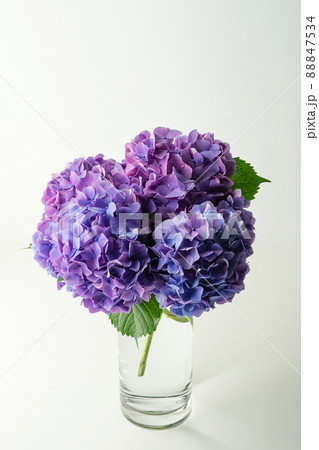 花 紫陽花 生け花の写真素材