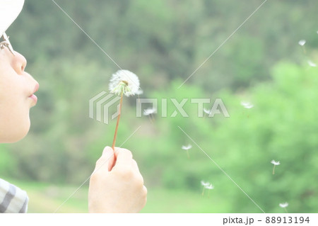 女性 たんぽぽ 綿毛 吹くの写真素材