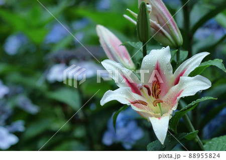 フランスの国花の写真素材
