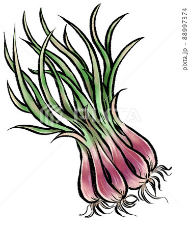赤らっきょう アナログ風イラストのイラスト素材 赤らっきょう アナログ風イラストのイラスト素材