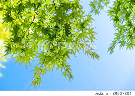 きれいな新緑のもみじと明るい空のイメージ