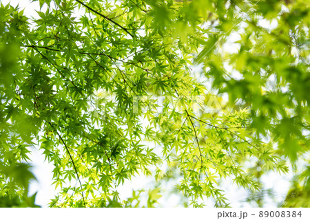 美しい新緑のもみじと陽の光のイメージ