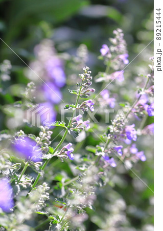 ミント 花 ハーブ 薄紫の写真素材